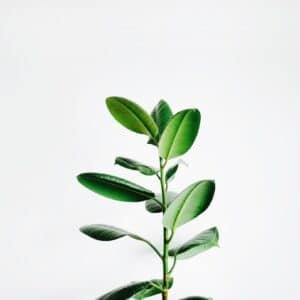 Photo Plant-based protein shake