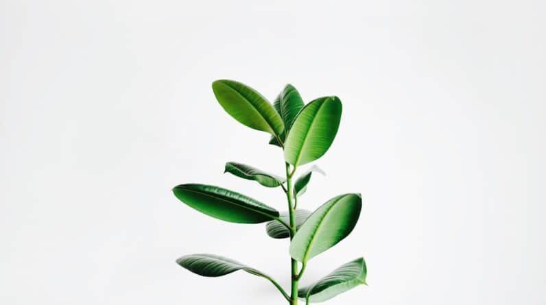 Photo Plant-based protein shake