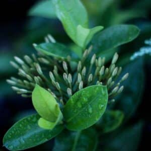 Photo Beta-alanine